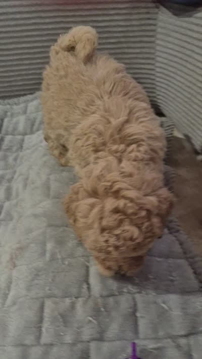 Dior, a female Poodle - Toy  for sale in Lansdowne, PA – 5 of 5