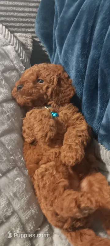 Brookie – Poodle - Toy  puppy for sale in Lansdowne, PA