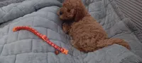 Lady bella Baily, a female Poodle - Toy  for sale in Lansdowne, PA – 7 of 10