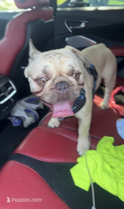 Bino – French Bulldog puppy for sale in Stratford, CT