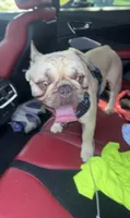 Bino, a male French Bulldog for sale in Stratford, CT – 1 of 2