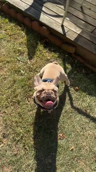 Bino, a male French Bulldog for sale in Stratford, CT – 2 of 2