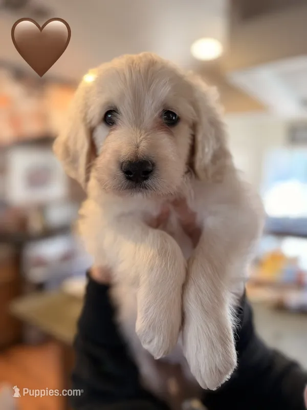 Benji  -Brown collar