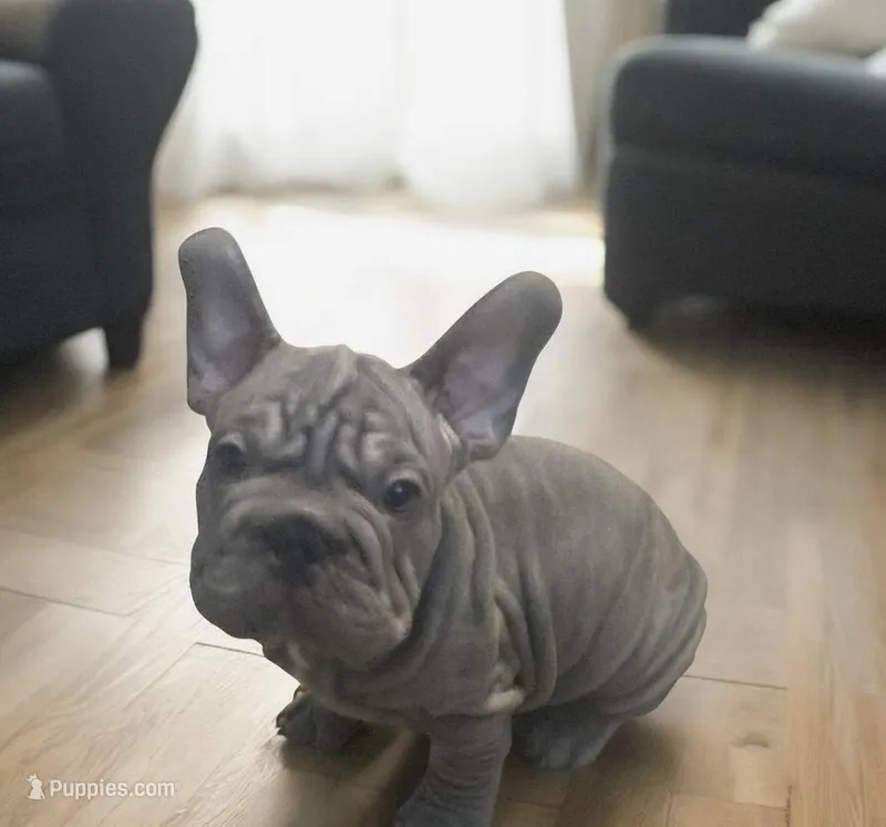 Hercules (big Rope Nose)