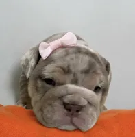 River, a female English Bulldog for sale in Morgantown, WV – 2 of 6