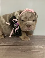 River, a female English Bulldog for sale in Morgantown, WV – 3 of 6