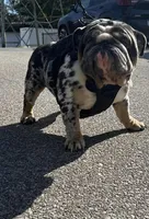 processed/07955126-11bb-414f-ae82-3c7f9c9965b2/listing/30c0e956-5681-43ec-ab20-0308b5bf9828/cbb7845b-cba2-4b3f-8169-57e4382bdcbd