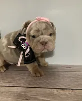 River, a female English Bulldog for sale in Morgantown, WV – 4 of 6