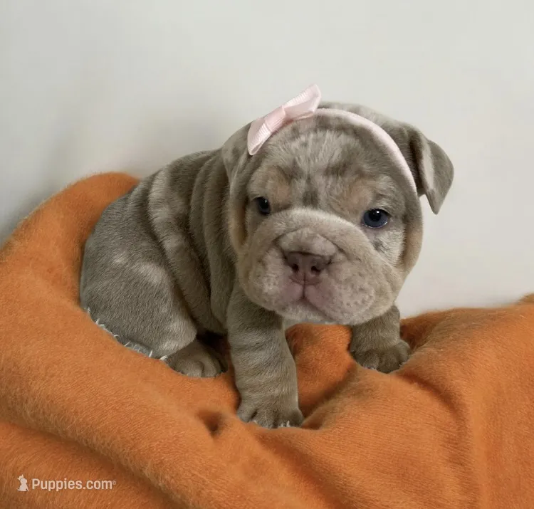River – English Bulldog puppy for sale in Morgantown, WV