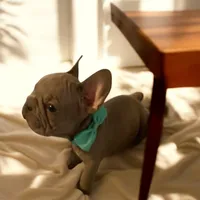 Bam Bam (big rope nose), a male French Bulldog for sale in Morgantown, WV – Photo 4 of 10