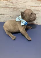 Bam Bam (big rope nose), a male French Bulldog for sale in Morgantown, WV – Photo 6 of 10