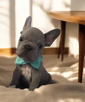 Bam Bam (big rope nose), a male French Bulldog for sale in Morgantown, WV – Photo 2 of 10