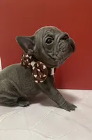 Bam Bam (big rope nose), a male French Bulldog for sale in Morgantown, WV – Photo 5 of 10