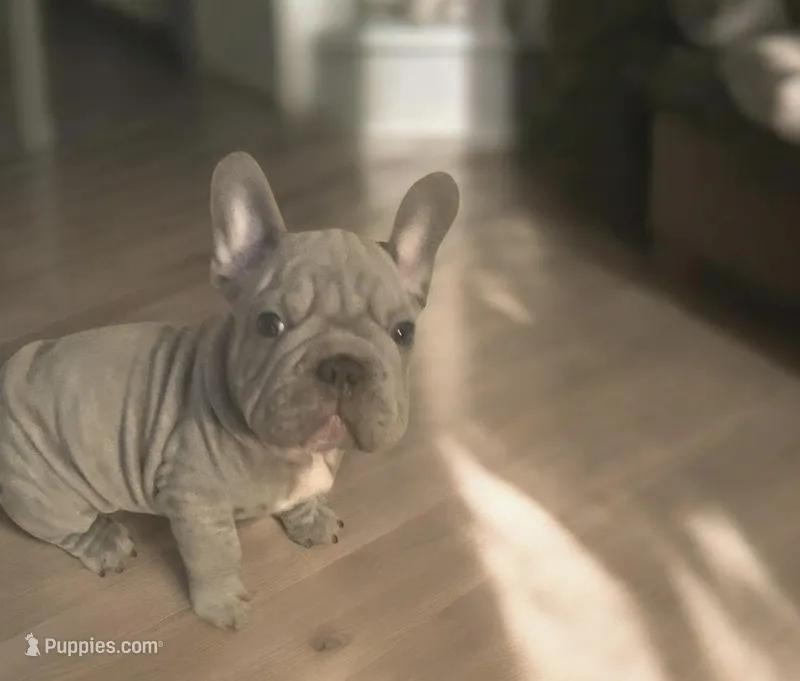 Bam Bam (big rope nose)