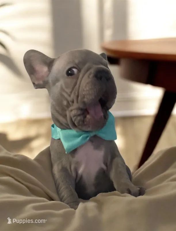 Bam Bam (big rope nose)