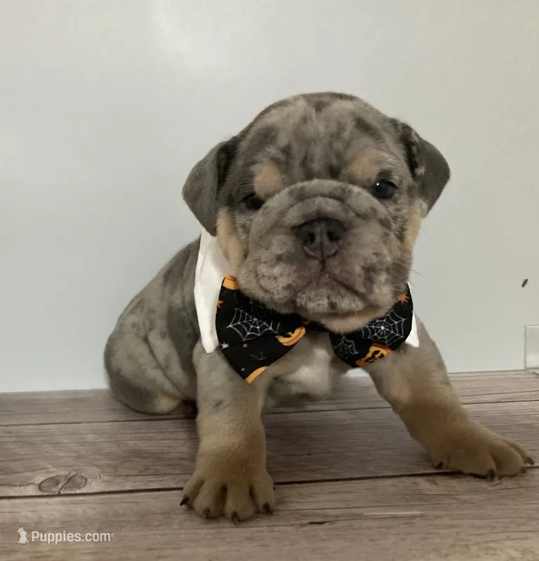 Forest – English Bulldog puppy for sale in Morgantown, WV
