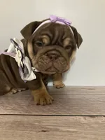 Brown Betty , a female English Bulldog for sale in Morgantown, WV – 4 of 5