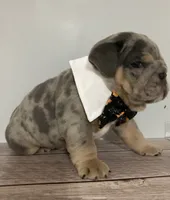 Forest, a male English Bulldog for sale in Morgantown, WV – 3 of 6