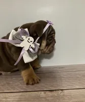 Brown Betty , a female English Bulldog for sale in Morgantown, WV – 5 of 5