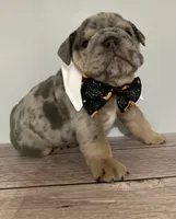 Forest, a male English Bulldog for sale in Morgantown, WV – 4 of 6