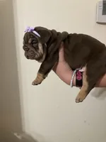 Brown Betty , a female English Bulldog for sale in Morgantown, WV – 3 of 5