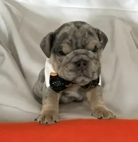 Forest, a male English Bulldog for sale in Morgantown, WV – 2 of 6
