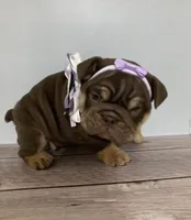 Brown Betty , a female English Bulldog for sale in Morgantown, WV – 2 of 5