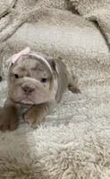 River, a female English Bulldog for sale in Morgantown, WV – 5 of 6