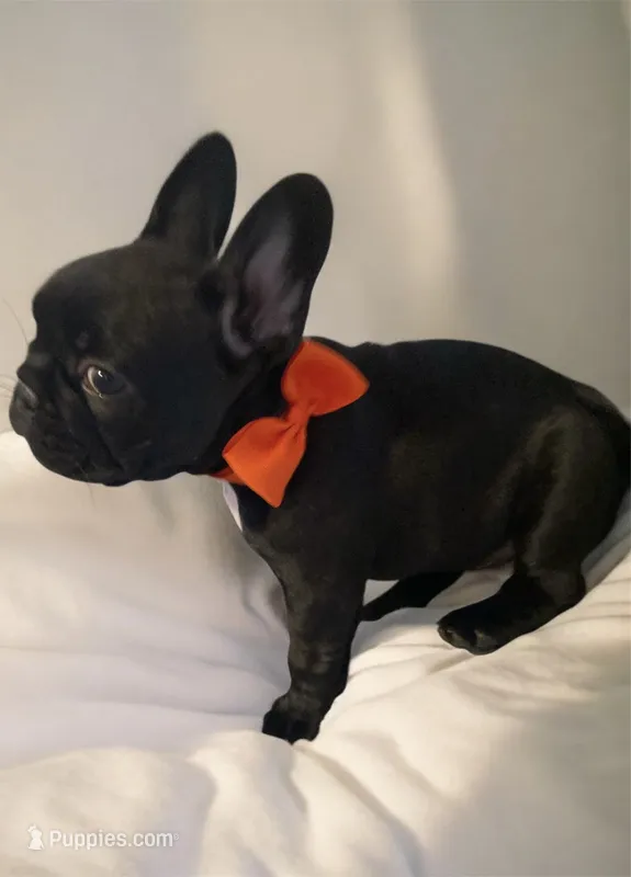 Coal (big rope nose)