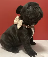 processed/07955126-11bb-414f-ae82-3c7f9c9965b2/listing/d85b5599-7771-4be5-84aa-3337ba9c6d20/acfdf9d9-2fb6-41e3-9739-4e7b6f147f3b