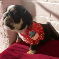 processed/07955126-11bb-414f-ae82-3c7f9c9965b2/listing/e0bfdb72-6cf4-4a1e-b793-730759b0f222/03988a7a-e36b-4e74-8407-33535e27da6d