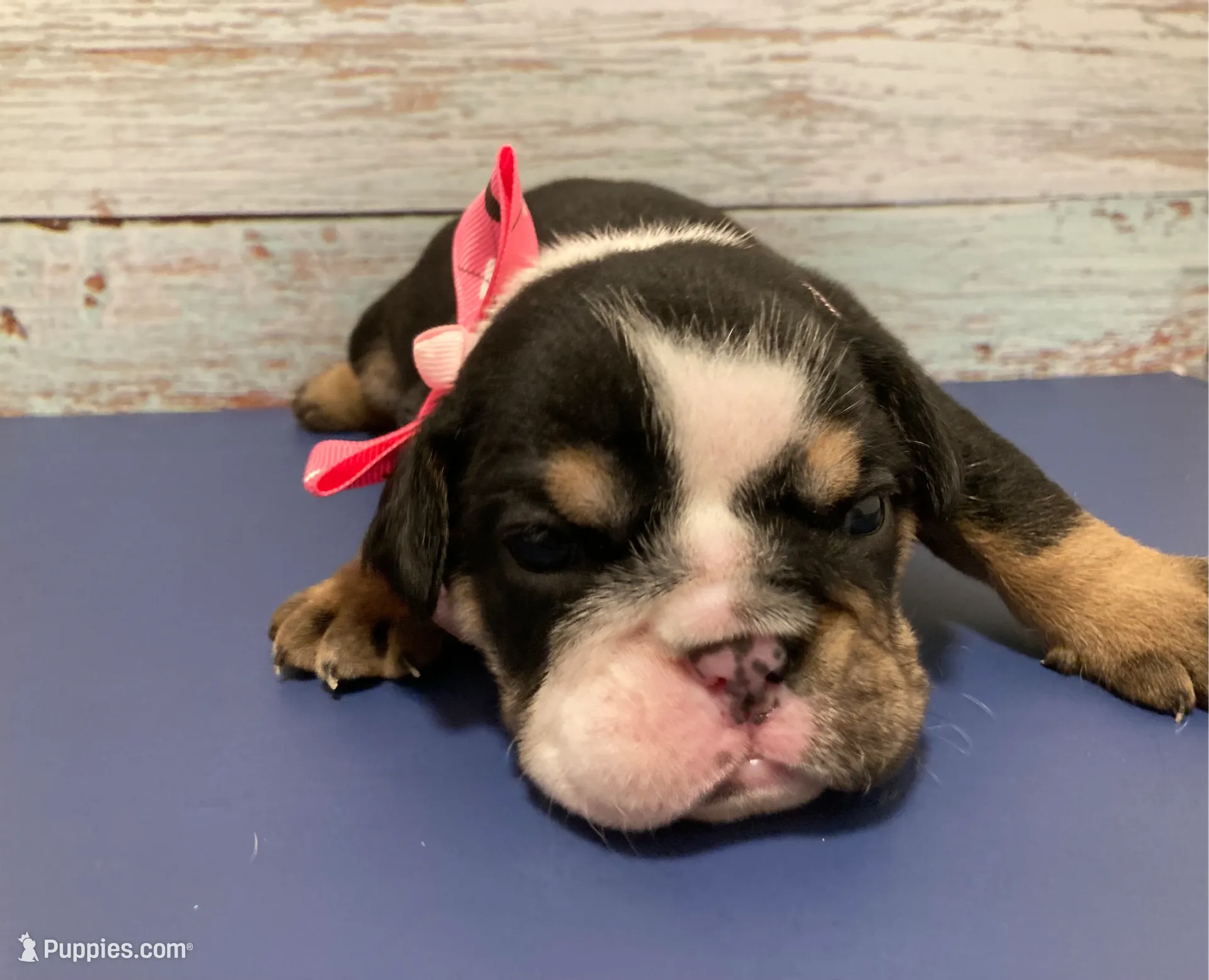 processed/07955126-11bb-414f-ae82-3c7f9c9965b2/listing/e0bfdb72-6cf4-4a1e-b793-730759b0f222/d951161e-de1a-4487-ad4a-6cba92fca9bf