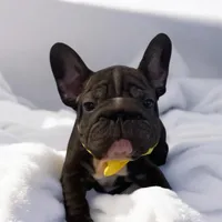 Junior (big rope nose), a male French Bulldog for sale in Morgantown, WV – Photo 3 of 10