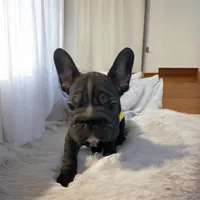 Junior (big rope nose), a male French Bulldog for sale in Morgantown, WV – Photo 2 of 10