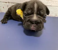 Junior (big rope nose), a male French Bulldog for sale in Morgantown, WV – Photo 8 of 10