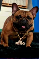 Junior (big rope nose), a male French Bulldog for sale in Morgantown, WV – Photo 10 of 10