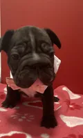 Junior (big rope nose), a male French Bulldog for sale in Morgantown, WV – Photo 6 of 10