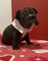 Junior (big rope nose), a male French Bulldog for sale in Morgantown, WV – Photo 7 of 10