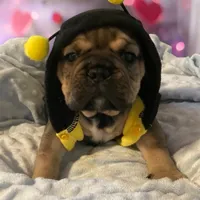 Grizz, a male English Bulldog for sale in Morgantown, WV – Photo 2 of 9