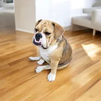 Grizz, a male English Bulldog for sale in Morgantown, WV – Photo 6 of 9