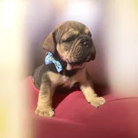 Grizz, a male English Bulldog for sale in Morgantown, WV – Photo 4 of 9