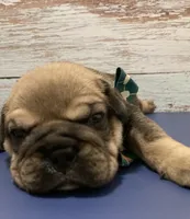 Grizz, a male English Bulldog for sale in Morgantown, WV – Photo 7 of 9