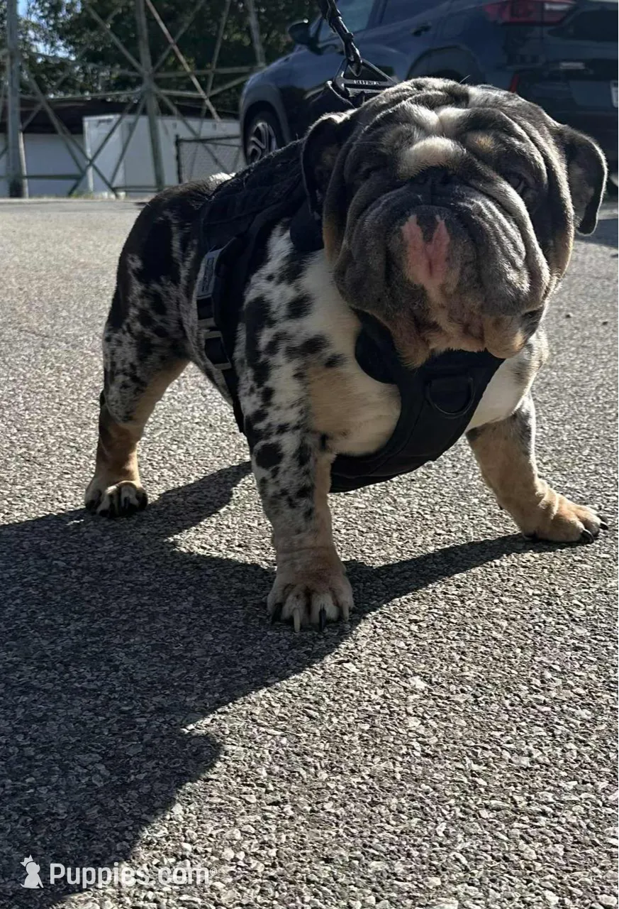 Grizz, a male English Bulldog for sale in Morgantown, WV – Photo 9 of 9