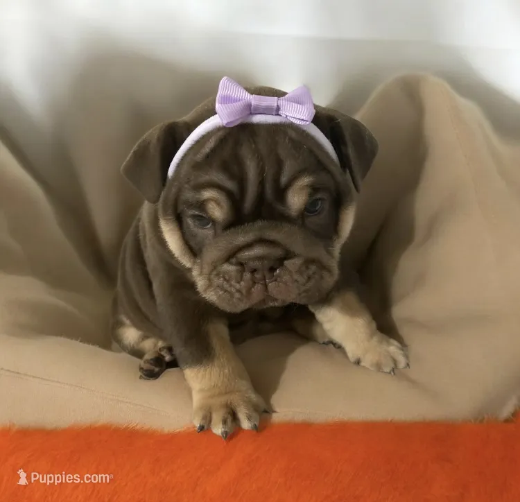 Brown Betty  – English Bulldog puppy for sale in Morgantown, WV