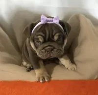 Brown Betty , a female English Bulldog for sale in Morgantown, WV – 1 of 5