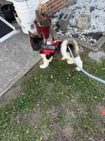 Meka , a female Akita for sale in Wake Forest, NC – 5 of 5