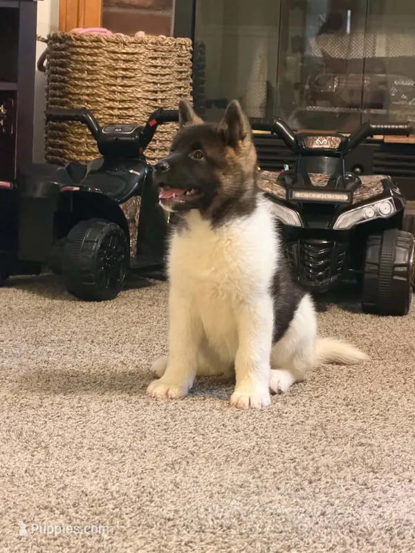 Meka  – Akita puppy for sale in Wake Forest, NC