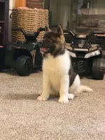 Meka , a female Akita for sale in Wake Forest, NC – 1 of 5