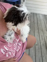 Lily, a female Maltese and Shih Tzu for sale in Wake Forest, NC – 2 of 3