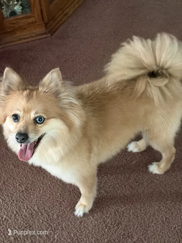 Chewy – Pomeranian puppy for sale in Wake Forest, NC